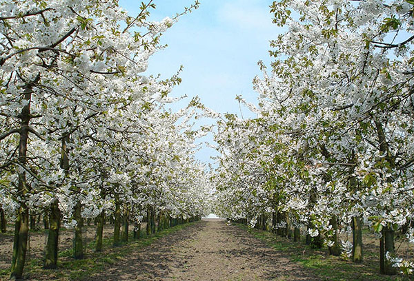 Allée aux cerises