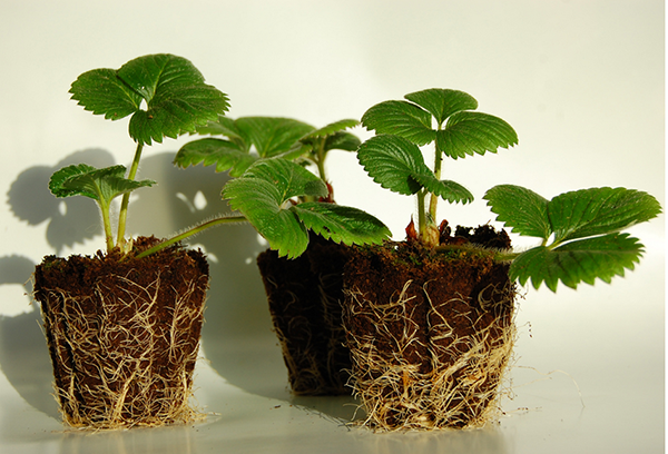 Fraise avec un système racinaire ouvert