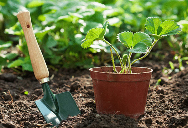 Planter des plants de fraises