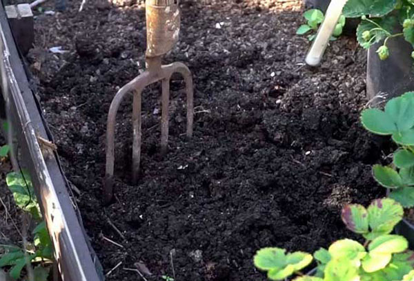 Préparer le sol pour les fraises