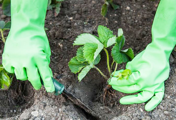 Planter des fraises