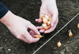 Planter des ensembles d'oignon