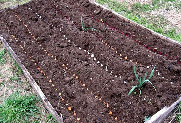 Planter des oignons au printemps