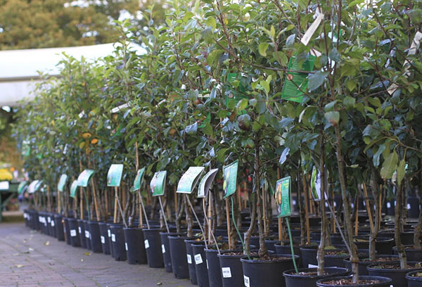 Vente de plants d'arbres fruitiers