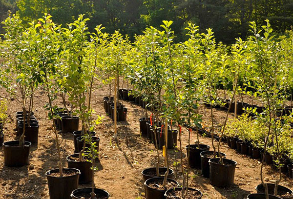 Jeunes plants d'arbres fruitiers