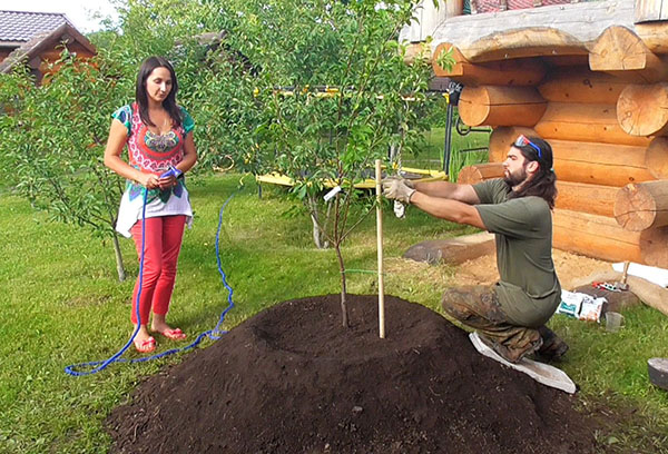 Planter un pommier sur une colline