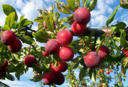 Prunes sur une branche