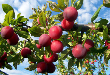 Prunes sur une branche