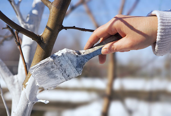 Protéger les jeunes prunes avec du badigeon