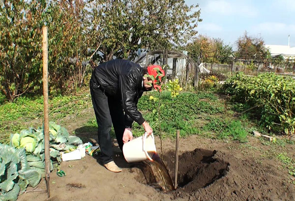 Plantation de pruniers