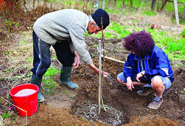 Plantation printanière de prunes