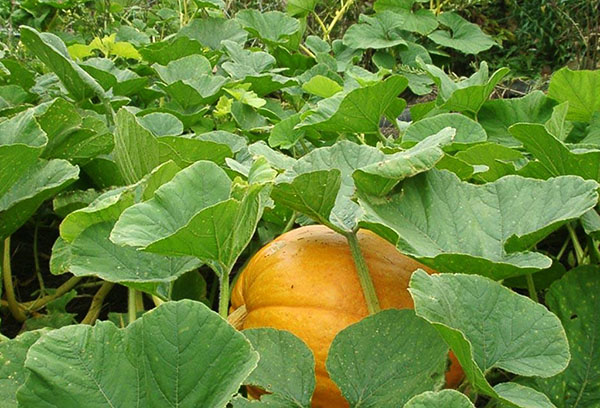 Citrouille dans le jardin