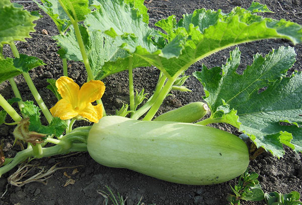 Courgettes dans le jardin