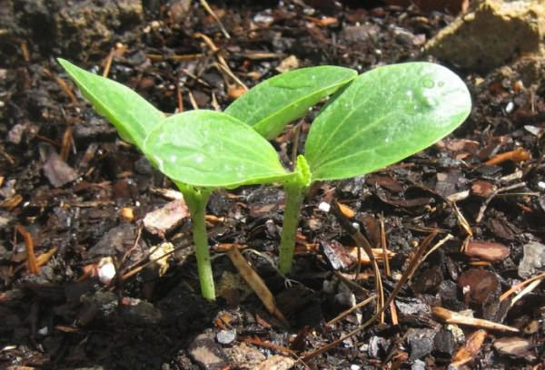 Les courgettes poussent en plein champ