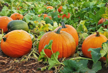 Récolte de citrouille