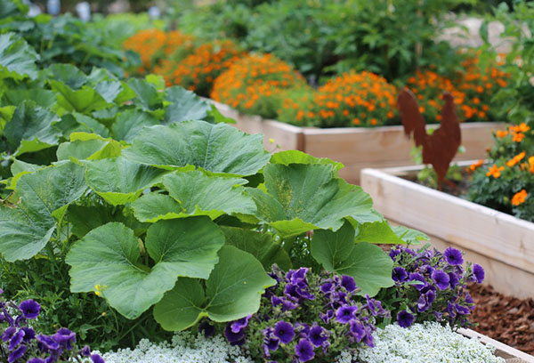 Pumpa och blommor i trädgården