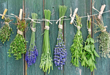 Bouquets d'herbes sur une corde