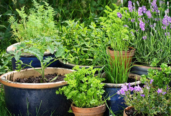 Herbes épicées en pots