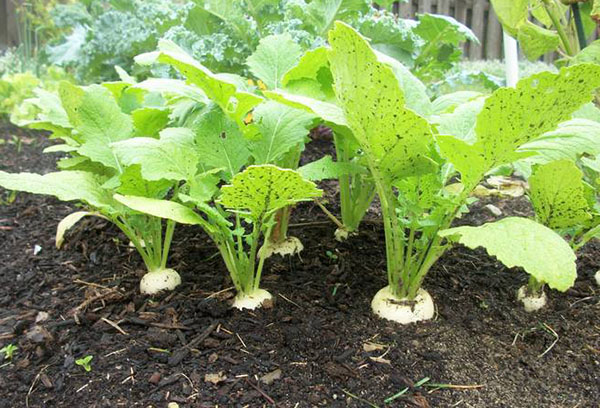 Navet dans le jardin