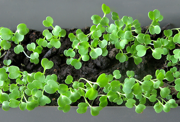 Les pousses de graines de roquette