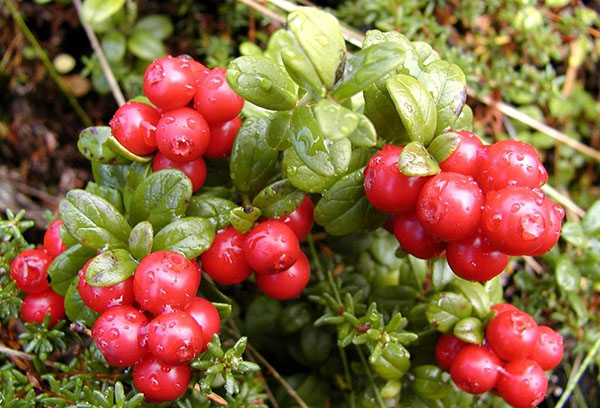 Canneberge du jardin