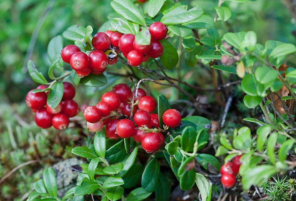 La maturation des canneberges du jardin