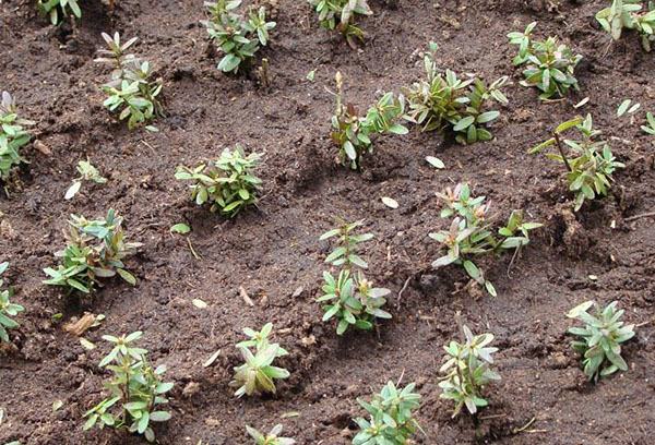 Lits de canneberges de jardin