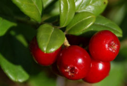 Canneberges du jardin