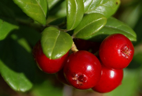 Canneberges du jardin