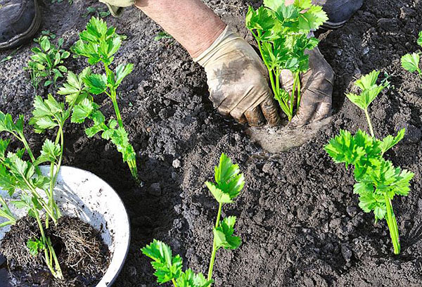 Planter du céleri dans le jardin