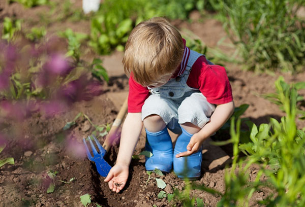 L'enfant plante l'oseille