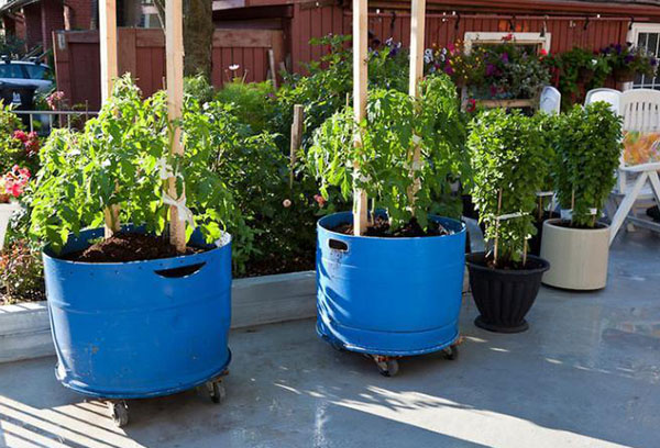 Cultiver des tomates