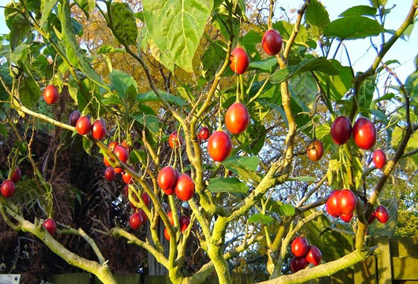 Arbre de tomate