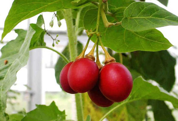 Fruit de l'arbre de la tomate