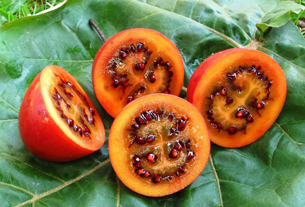 Fruit de l'arbre tomate en coupe