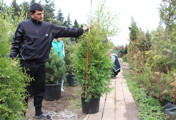 Thuja Brabant cây non