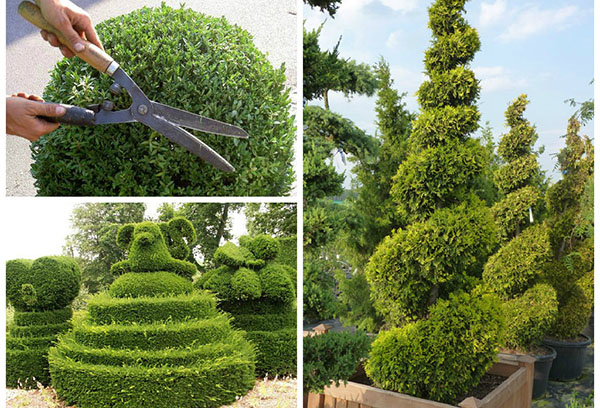 Cắt tóc Thuja