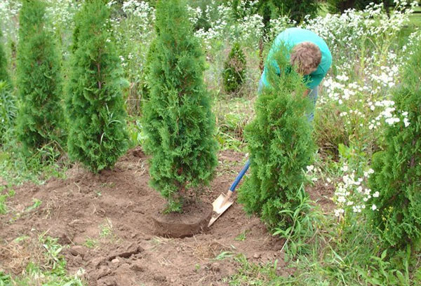 Trồng cây Thuja