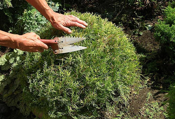 Coupe de cheveux Thuja