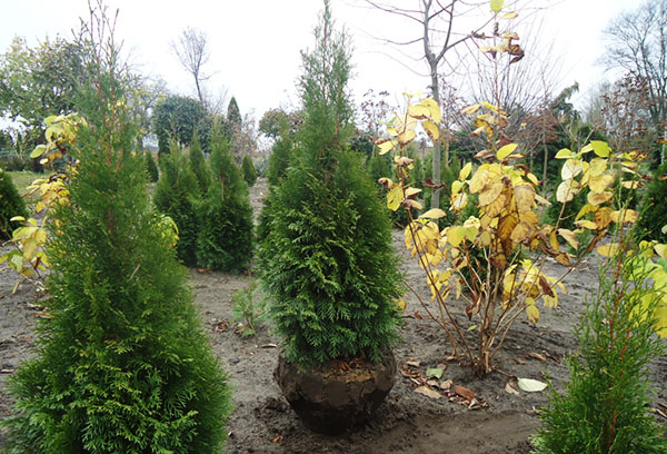 Thuja cấy ghép