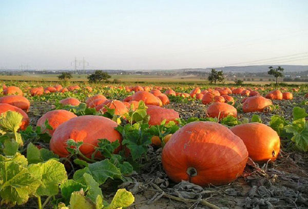 Couper les citrouilles dans le jardin