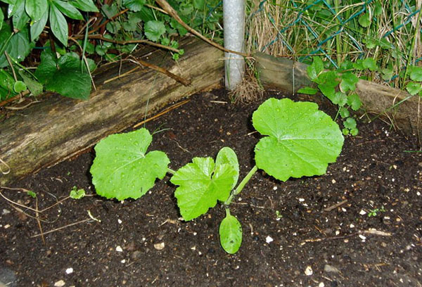 Jeune plant de citrouille