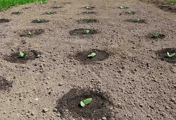 Plants de citrouille dans le jardin