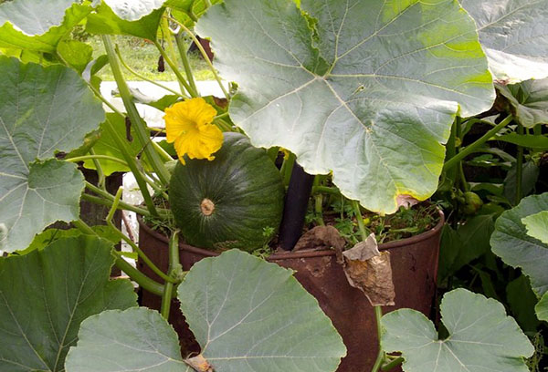 Cultiver de la citrouille dans un tonneau