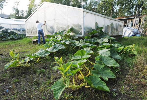 Citrouille du Fléau sur le site