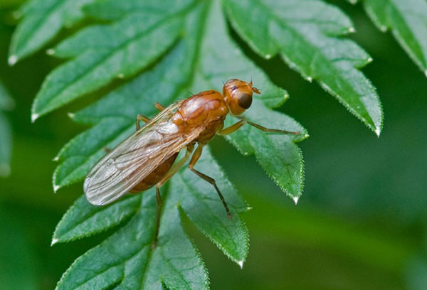 Mouche de la carotte