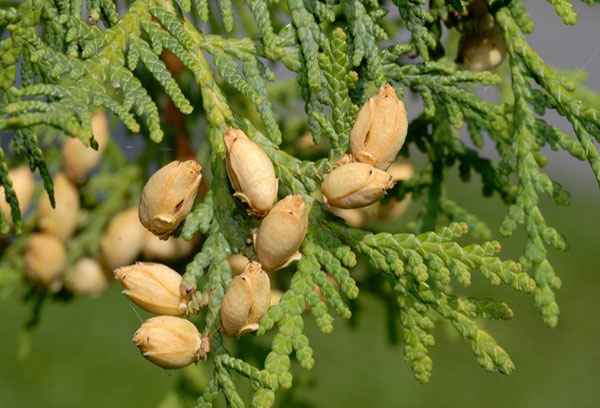 Hạt thuja