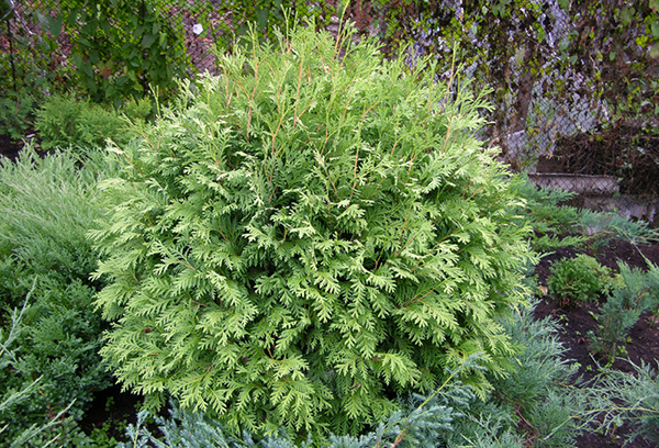 Thuja sphérique