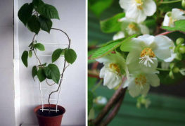 Actinidia chinois à la maison