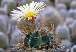 Blommande astrofytum